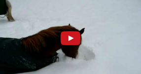 Този кон определено обича снега (ВИДЕО)