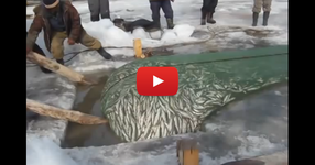 Ето как се лови риба през зимата в Русия (ВИДЕО)