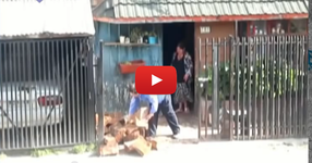 Гледайте кой помага на тези баба и дядо, при прибирането на нарязаните дърва! (ВИДЕО)