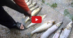 Ето как да изчистите килограми риба само за няколко секунди! (ВИДЕО)