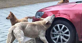 Бездомно куче се върна с приятелите си, за да отмъсти на шофьора, който го нарита! (СНИМКИ)