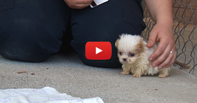 Това мъничко кученце е толкова сладко, но почакай да видиш неговия най-добър приятел! (ВИДЕО)