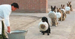 Снимката на деня! Полицайки кучета в Китай чакат за вечеря!