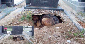 Куче отказва да си тръгне от гроба на стопанина си и остава да живее в него