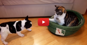 Тази нахална котка се натресе върху леглото на кучето, но погледнете неговата реакция... (ВИДЕО)