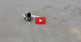 Бездомно куче се хвърля да плува в дълбоки води... Не можех да повярвам, когато видях защо го прави! (ВИДЕО)
