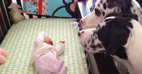 Родители оставят новородените си бебета в една стая с кучета. Когато се връщат, те заварват това... (СНИМКИ)