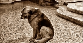 Невероятно тъжната и трогателна история за куче, което чака няколко месеца починалия си стопанин