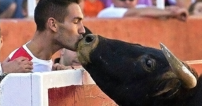 Разтърсваща снимка - бик от корида познава стопанина си в публиката и отива да го целуне