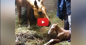 Мама кон дава живот на жребче. Но когато тя отново започва да ражда, се случва това! УАУ! (ВИДЕО)