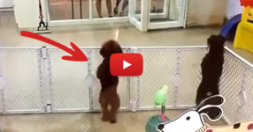 Всеки споделя това видео! Гледайте какво прави това куче, когато вижда собственика си... (ВИДЕО)