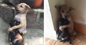 Тези бездомни кученца не спират да се прегръщат от както са спасени (СНИМКИ)