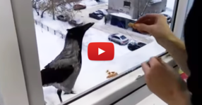 Тази жена искаше да даде една бисквитка на враната. Ще останете изненадани от развоя на видеото! (ВИДЕО)
