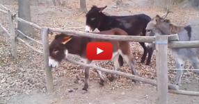 Ще се засмеете от сърце, когато видите какво видео е заснел собственикът на тези магарета! (ВИДЕО)