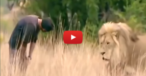 Този мъж се доближи до лъва! Реакцията на царя на животните ще ви изуми! (ВИДЕО)