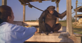След 18 години си помисли, че шимпанзето което е спасила я е забравила, но погледнете какво се случва, когато подава ръка... (ВИДЕО)