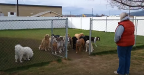 Собственичката отива при нейните 16 кучета и започва да ги вика едно по-едно... но изчакайте да видите Лабрадора, който стои най-отзад! (ВИДЕО)
