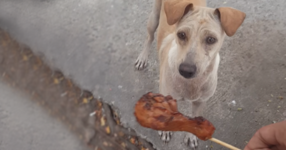 Жена се приближи до това куче и му даде парче месо. Това, което последва, ще ви остави без думи! (ВИДЕО)