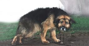 Това куче е било 10 години оковано, без подслон в калта и дъжда... Трябва да видиш тази история! (ВИДЕО)